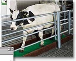 dairyplan c21 keygen download dairyplan c21 keygen download